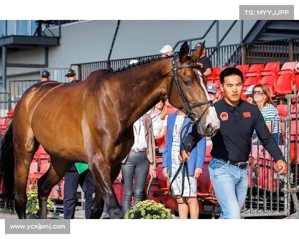 如何在上海马术比赛中挑选顶级骑手及其关键标准解析